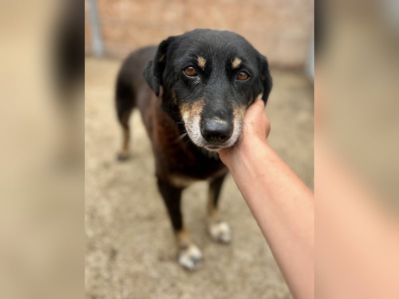 ⭐️KALENA⭐️, Hündin, 10 Jahre, 42 cm, Mischling, Tierschutz