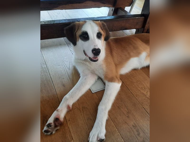 ⭐️MADGE⭐️, Hündin, 9 Monate, 55 cm, Mischling, Tierschutz
