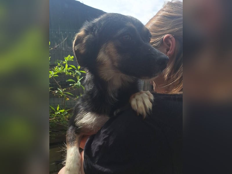 ⭐️SERENA⭐️, Hündin, 1 Jahr, 34 cm, Mischling, Tierschutz