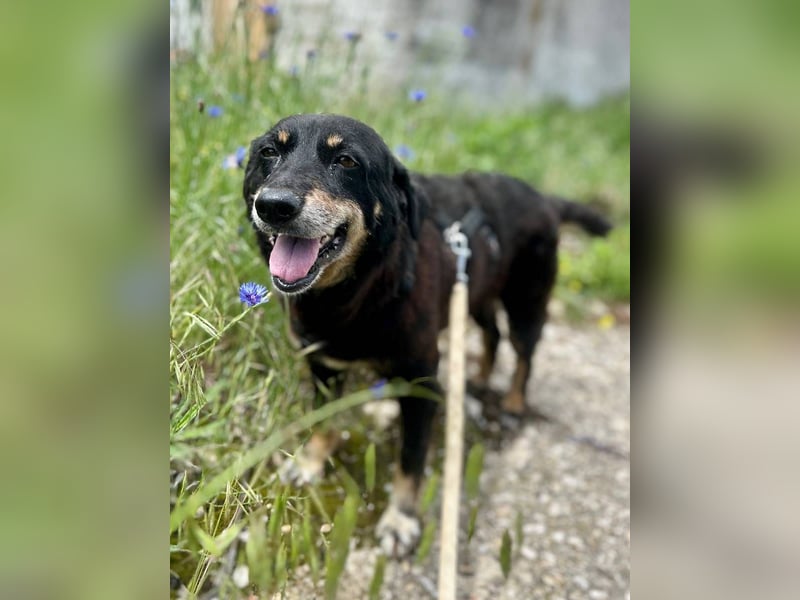 ⭐️KALENA⭐️, Hündin, 10 Jahre, 42 cm, Mischling, Tierschutz