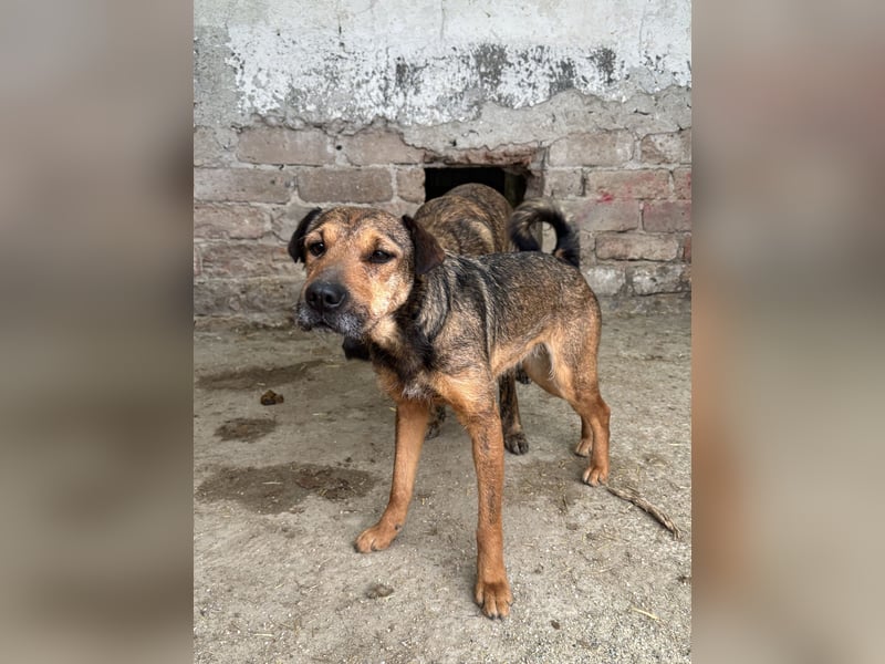 ZITA, Hündin, 2,5 Jahre, 37 cm, Mischling, Tierschutz