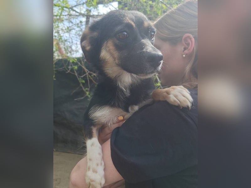⭐️SERENA⭐️, Hündin, 1,5 Jahre, 34 cm, Mischling, Tierschutz