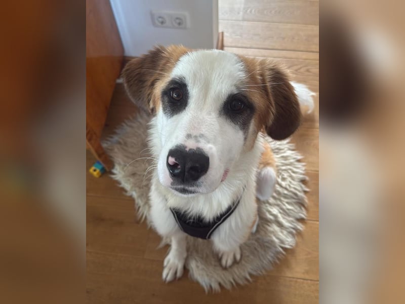 ⭐️MADGE⭐️, Hündin, 9 Monate, 55 cm, Mischling, Tierschutz