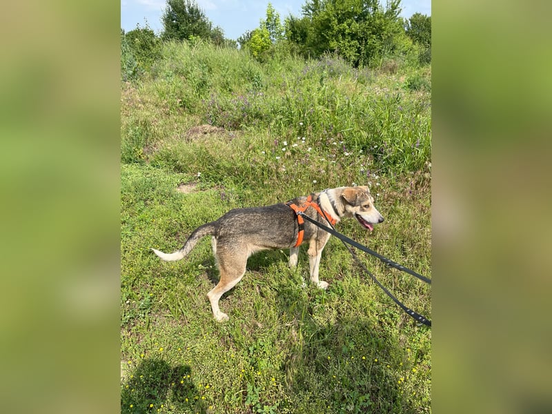 ALINA, Hündin, 3 Jahre, 50 cm, Mischling, Tierschutz