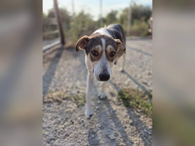 ALINA, Hündin, 3 Jahre, 50 cm, Mischling, Tierschutz