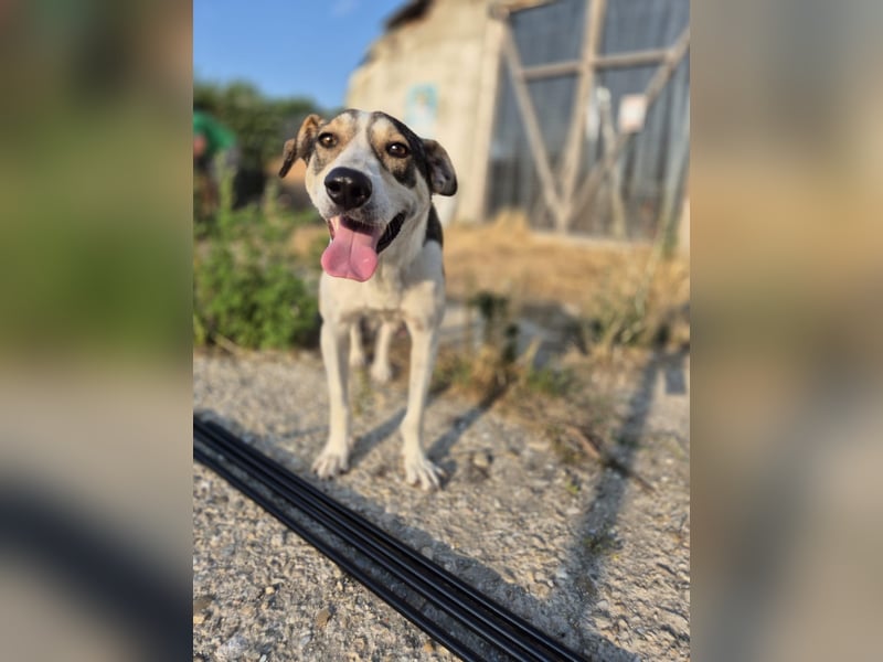 ALINA, Hündin, 3 Jahre, 50 cm, Mischling, Tierschutz