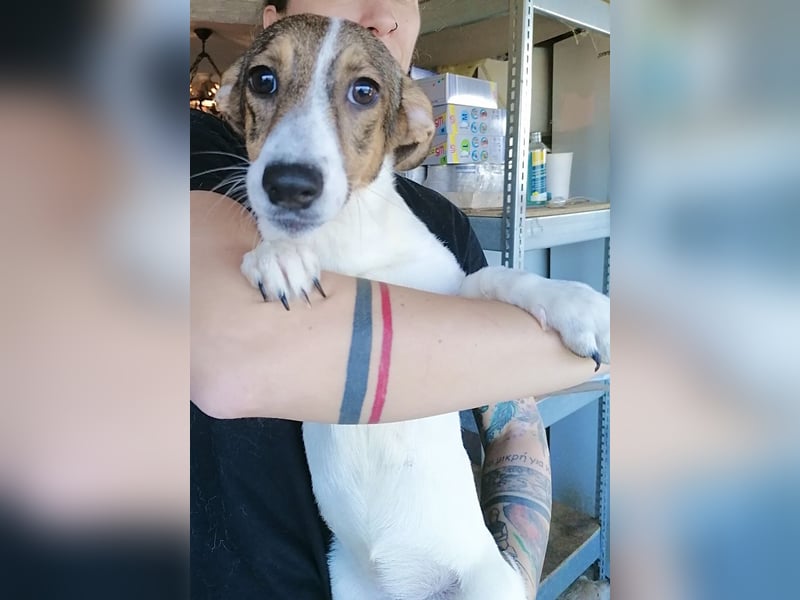 MOLLY, Hündin, 3 Jahre, 27cm, Mischling, Tierschutz
