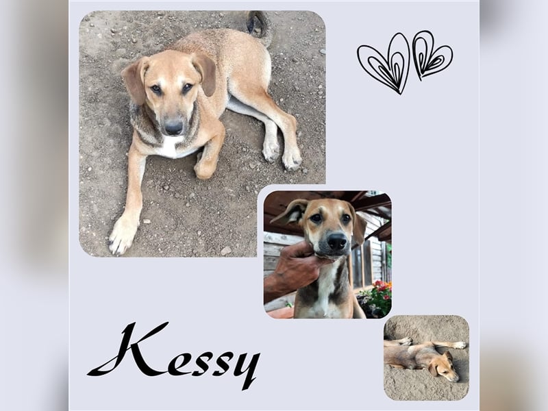 Ich bin die tolle Kessy und suche meine Menschen!