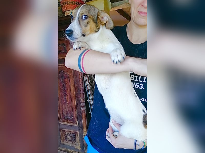 MOLLY, Hündin, 3 Jahre, 27cm, Mischling, Tierschutz