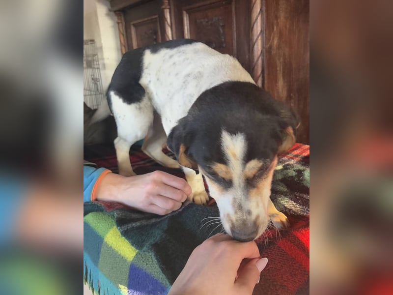 ⭐️REA⭐️, Hündin, 1,5 Jahre, 34 cm, Mischling, Tierschutz