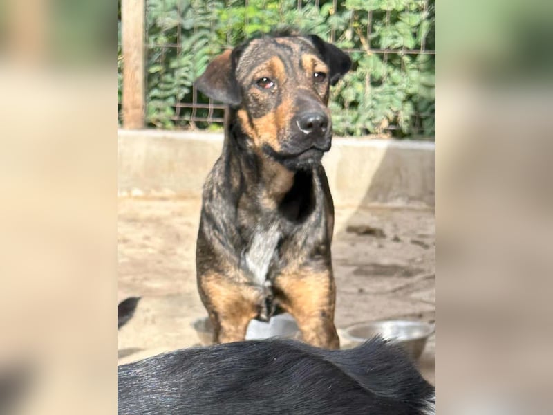 ZITA, Hündin, 2,5 Jahre, 37 cm, Mischling, Tierschutz
