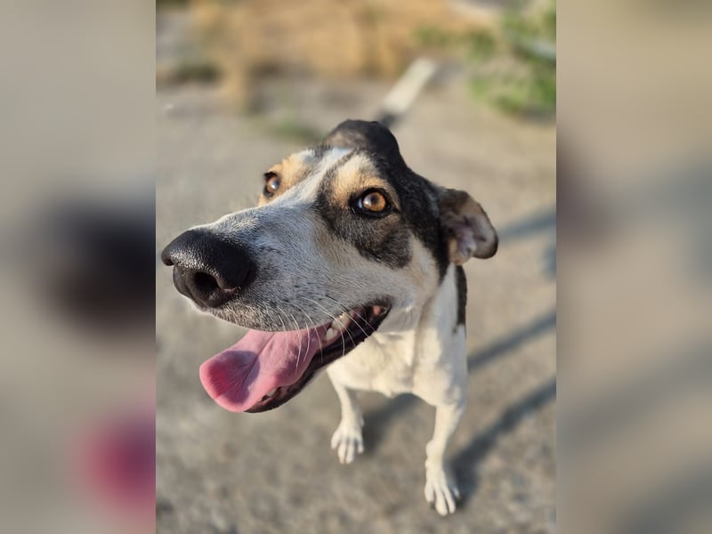 ALINA, Hündin, 3 Jahre, 50 cm, Mischling, Tierschutz