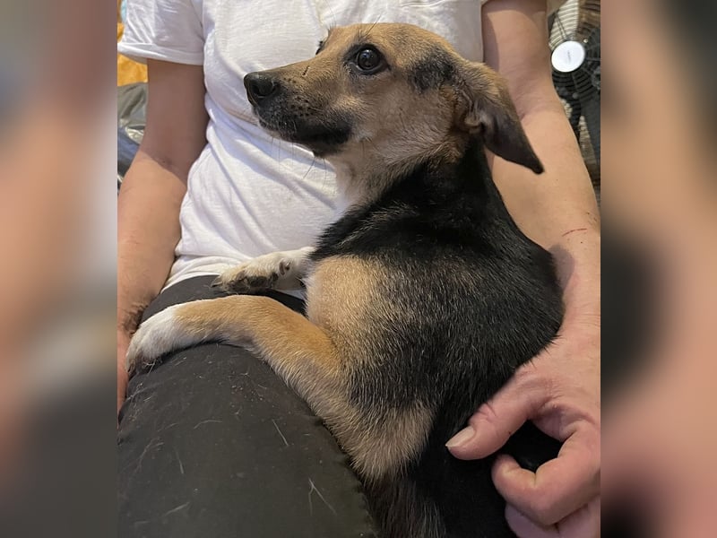 MISSY, Hündin, 3 Jahre, 31cm, Mischling, Tierschutz