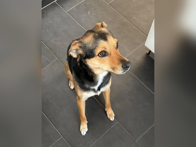 TILLY, Hündin, 3,5 Jahre, 45 cm, Mischling, Tierschutz, HENNEF