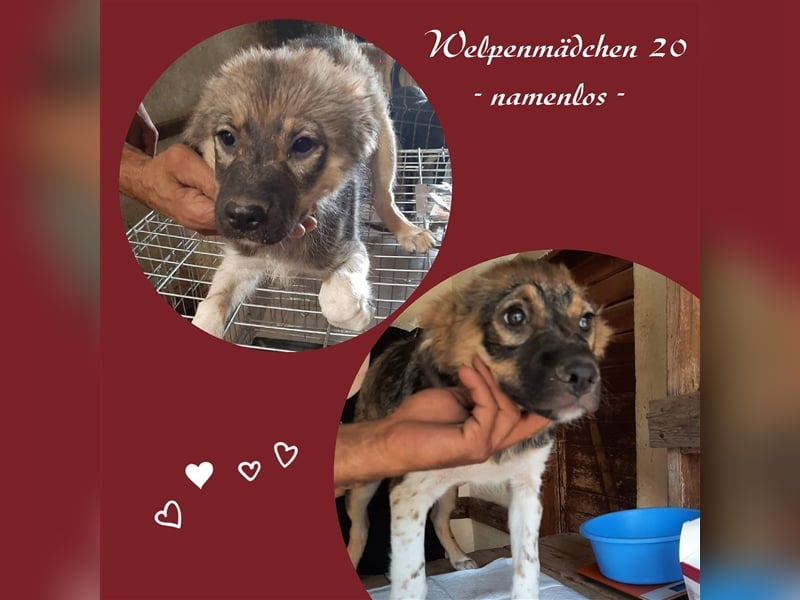 Junghündin 20 - noch ohne Namen - sucht neuen Wirkungskreis