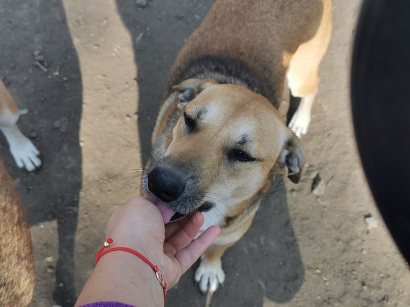 Ich bin die tolle Kessy und suche meine Menschen!