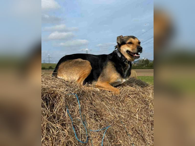 TILLY, Hündin, 3,5 Jahre, 45 cm, Mischling, Tierschutz, HENNEF
