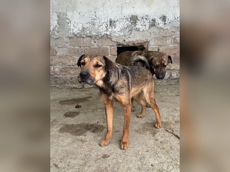 ZITA, Hündin, 2,5 Jahre, 37 cm, Mischling, Tierschutz