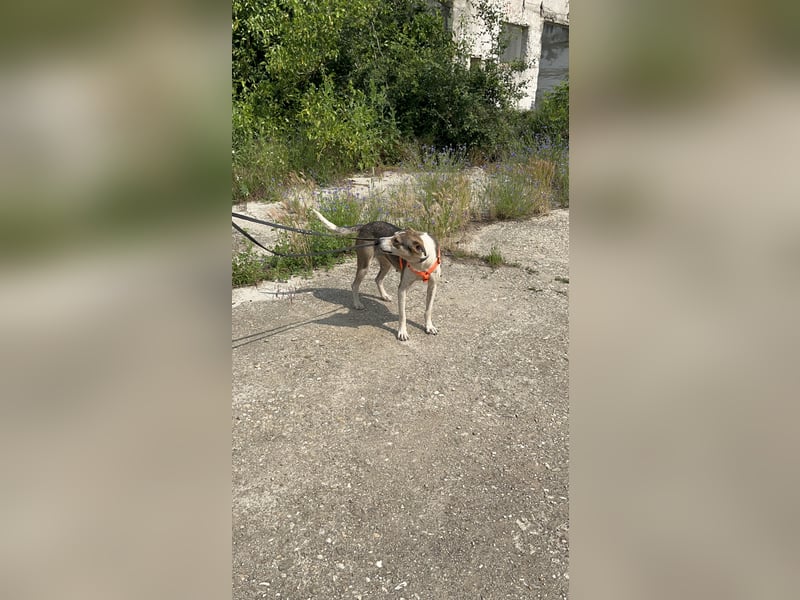 ALINA, Hündin, 3 Jahre, 50 cm, Mischling, Tierschutz