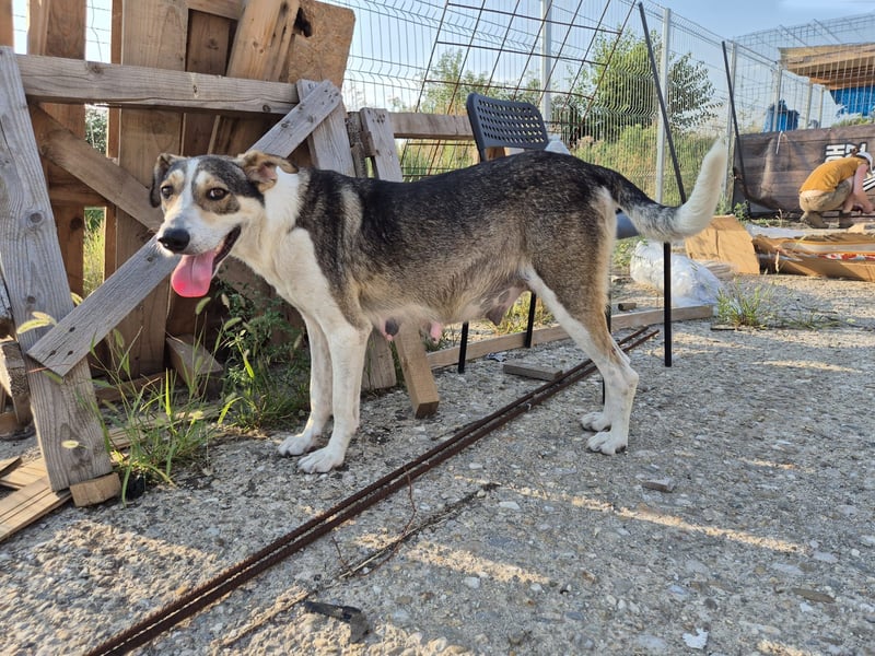 ALINA, Hündin, 3 Jahre, 50 cm, Mischling, Tierschutz
