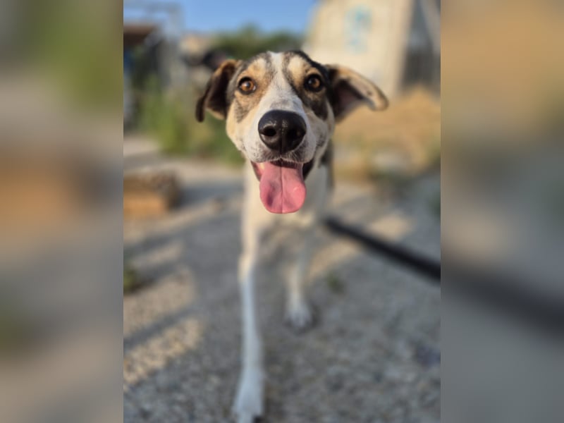 ALINA, Hündin, 3 Jahre, 50 cm, Mischling, Tierschutz