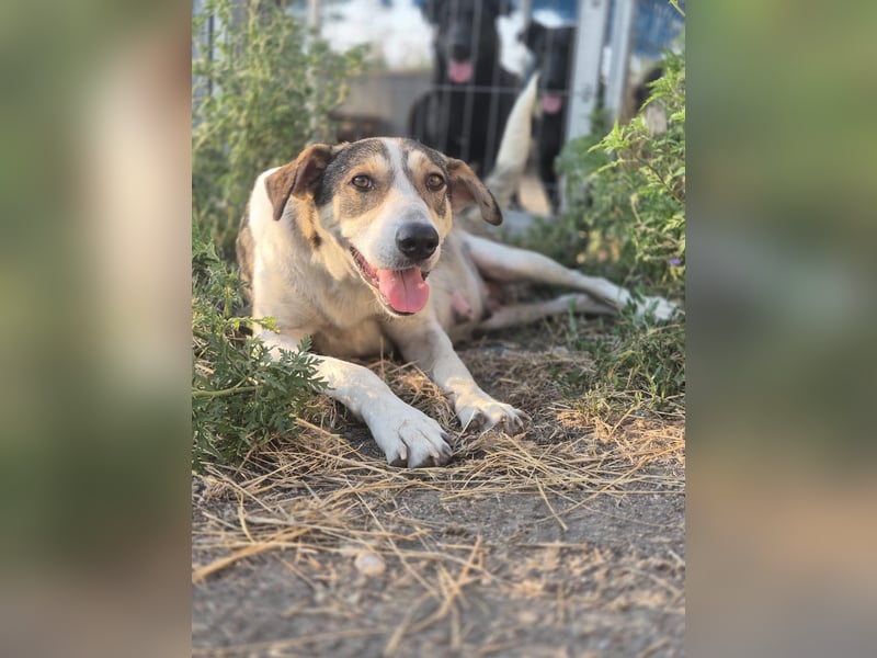 ALINA, Hündin, 3 Jahre, 50 cm, Mischling, Tierschutz