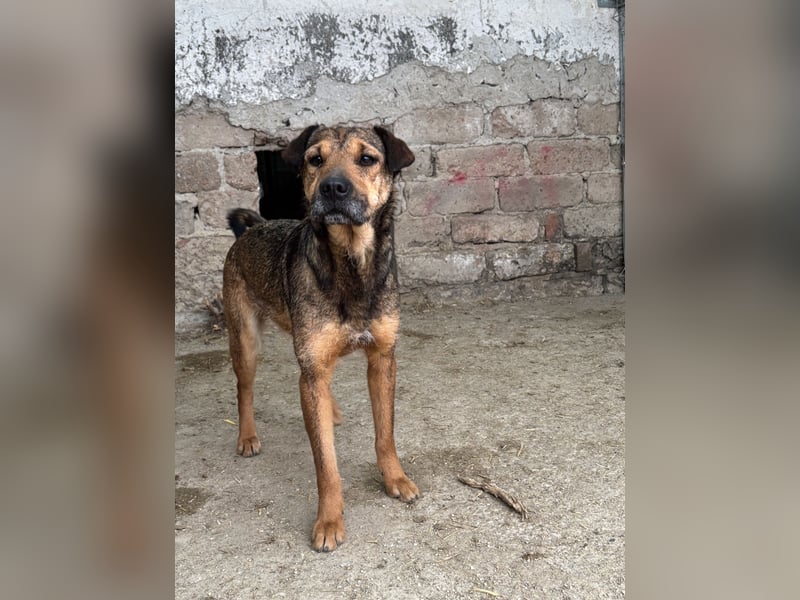 ZITA, Hündin, 2,5 Jahre, 37 cm, Mischling, Tierschutz