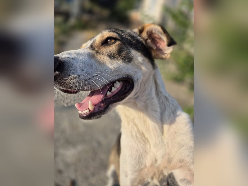 ALINA, Hündin, 3 Jahre, 50 cm, Mischling, Tierschutz