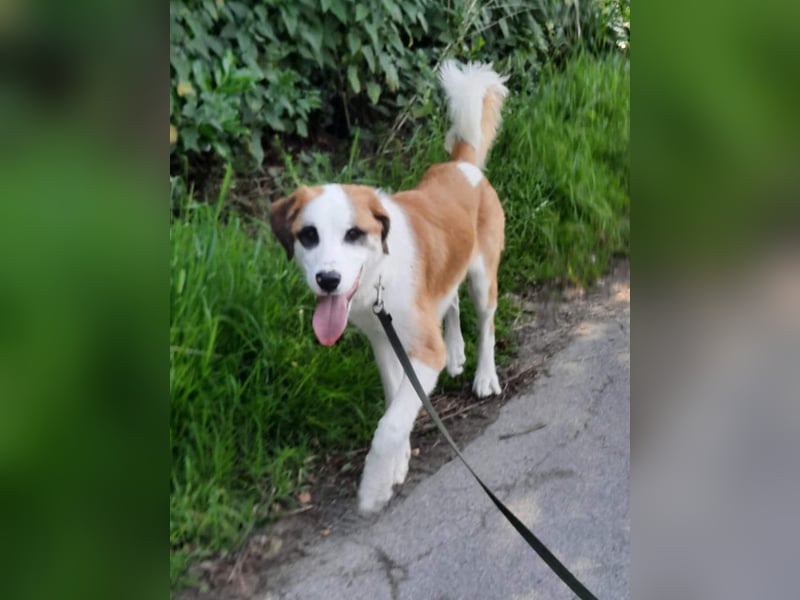 ⭐️MADGE⭐️, Hündin, 9 Monate, 55 cm, Mischling, Tierschutz
