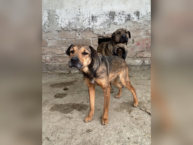 ZITA, Hündin, 2,5 Jahre, 37 cm, Mischling, Tierschutz