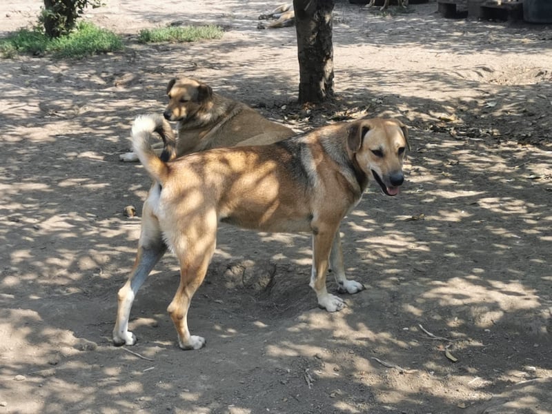 Ich bin die tolle Kessy und suche meine Menschen!