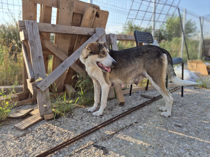 ALINA, Hündin, 3 Jahre, 50 cm, Mischling, Tierschutz