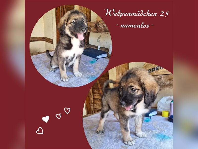 Junghündin Motte - Reserviert!