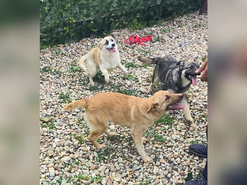 LEILA sucht eine Familie
