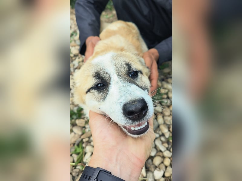 LEILA sucht eine Familie