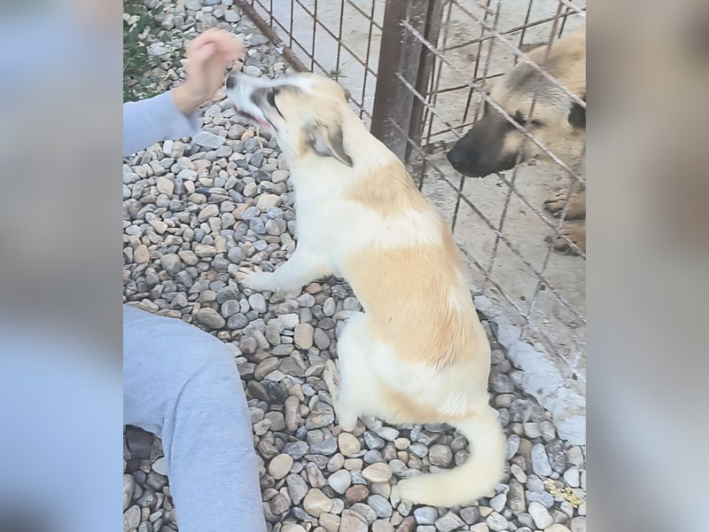 LEILA sucht eine Familie