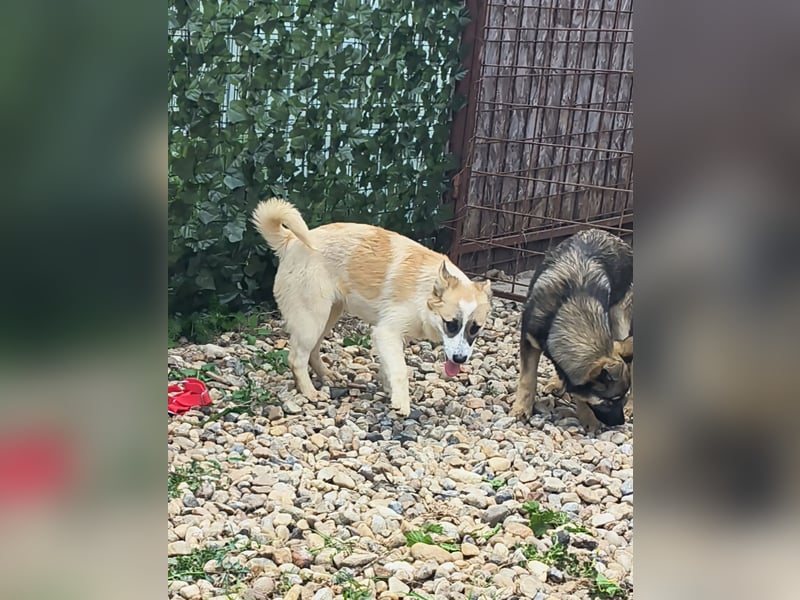 LEILA sucht eine Familie