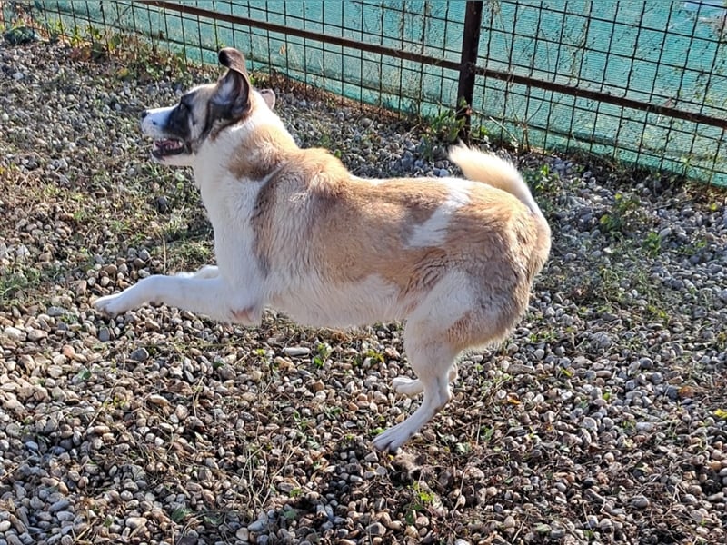 NALANI