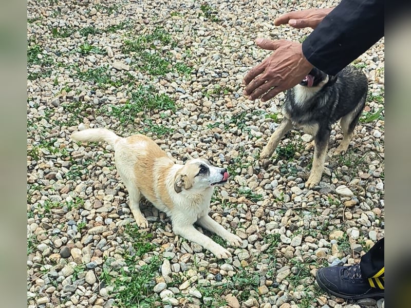LEILA sucht eine Familie