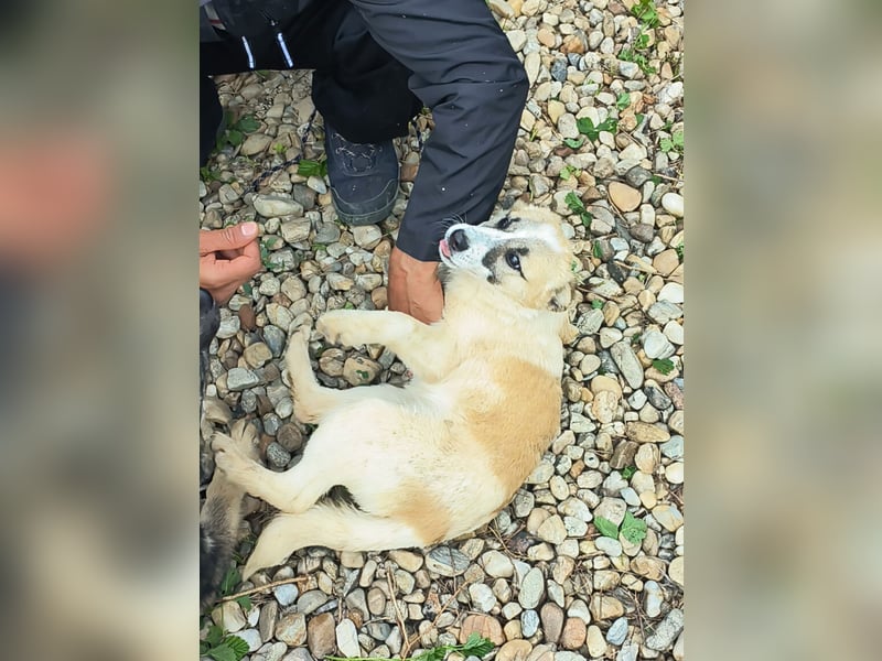 LEILA sucht eine Familie