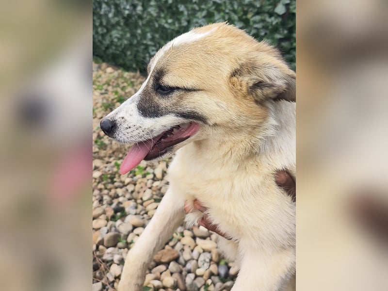 LEILA sucht eine Familie