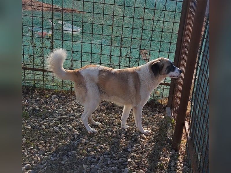 NALANI