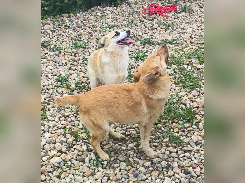 LEILA sucht eine Familie