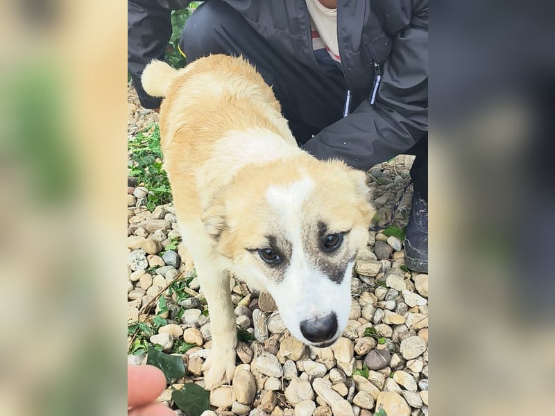 LEILA sucht eine Familie