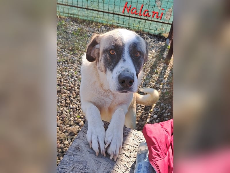 NALANI