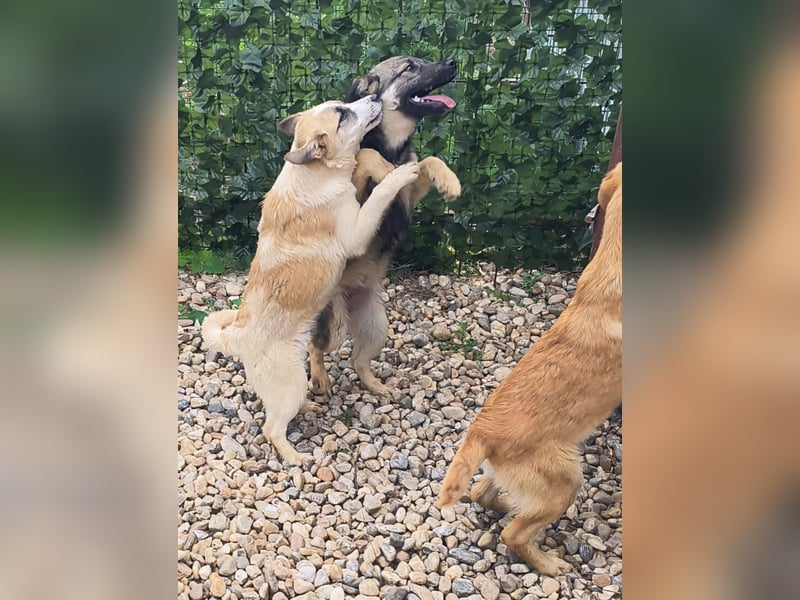 LEILA sucht eine Familie
