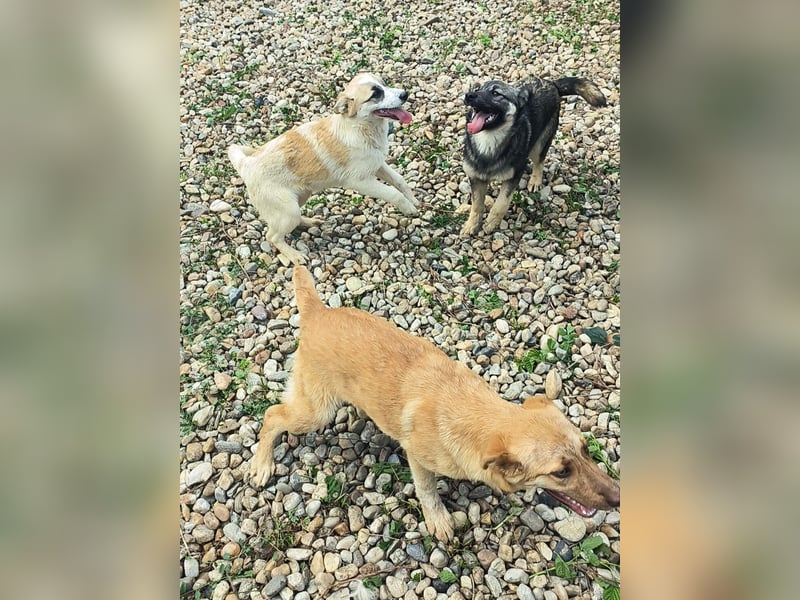 LEILA sucht eine Familie