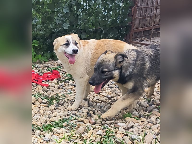 LEILA sucht eine Familie