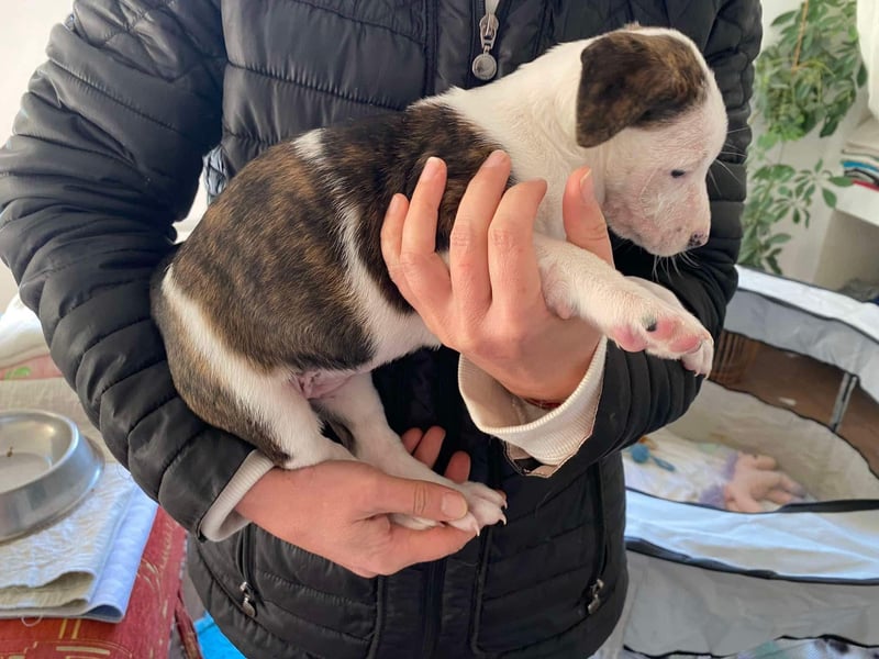 Chanel, kleine Schnuckelmaus sucht aktive Menschen