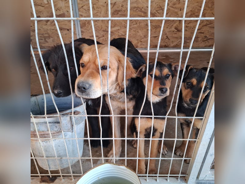 Clementine, sanftmütig, ruhig und bescheiden
